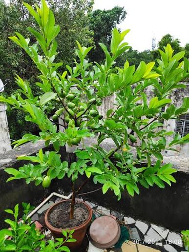 Thai Guava