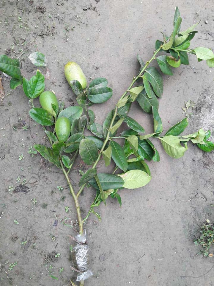 Seedless Lemon
