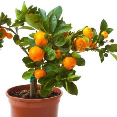 Sweet Orange
