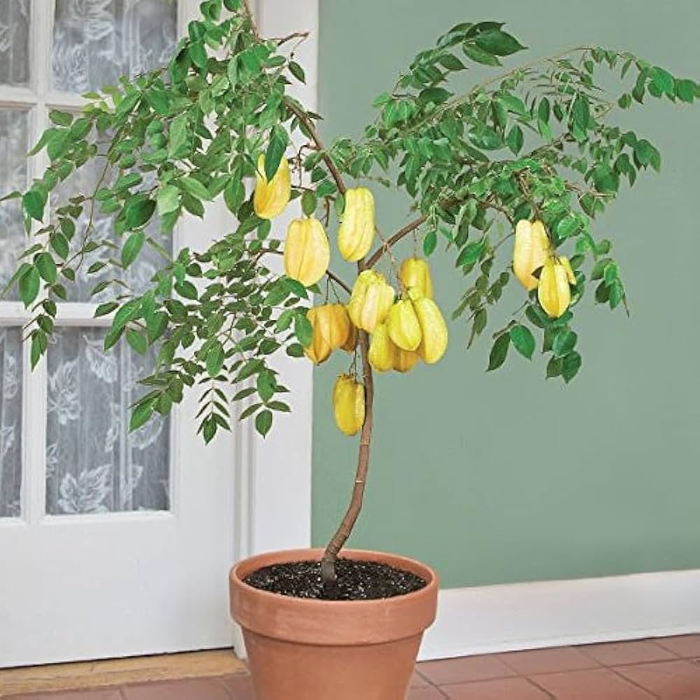 Star Fruit