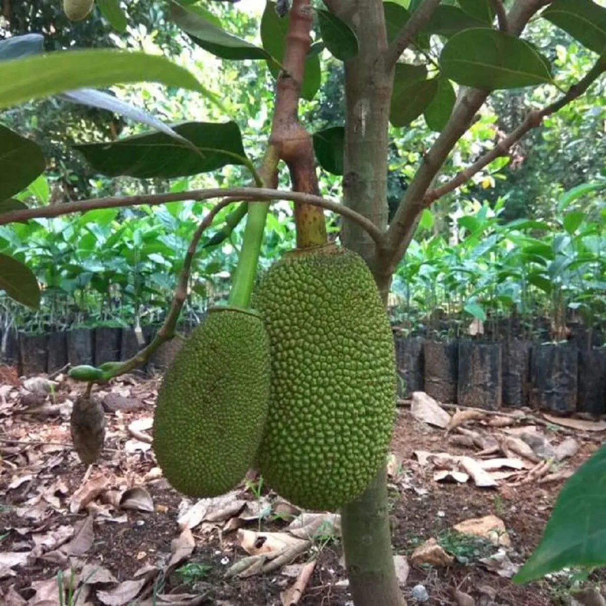 Jackfruit