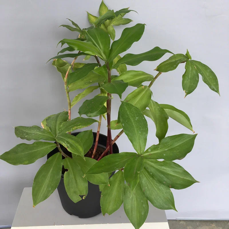 Insulin Plant