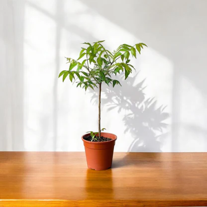 Neem Tree