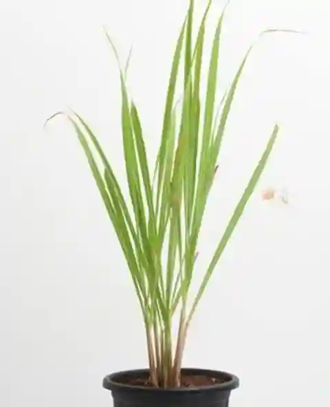Lemongrass