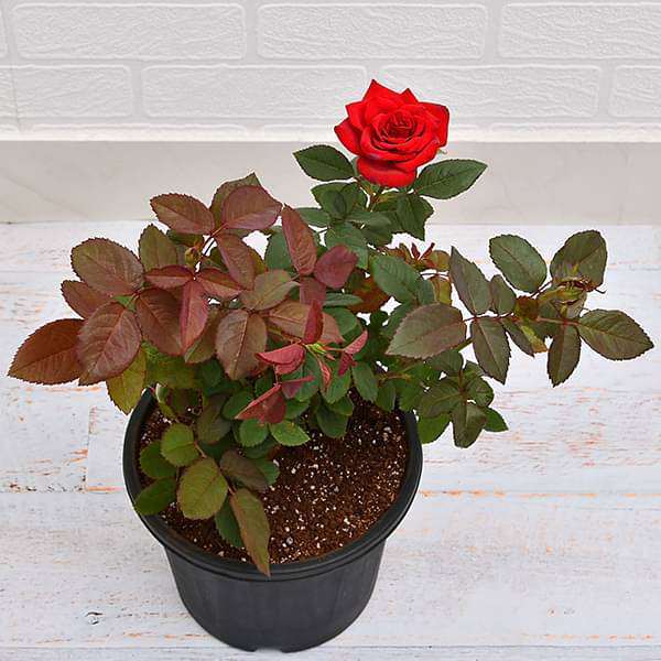 Rose Plant