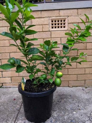 Lemon Tree