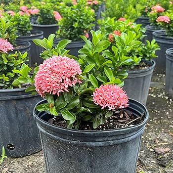 Ixora