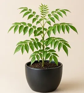 Curry Leaf