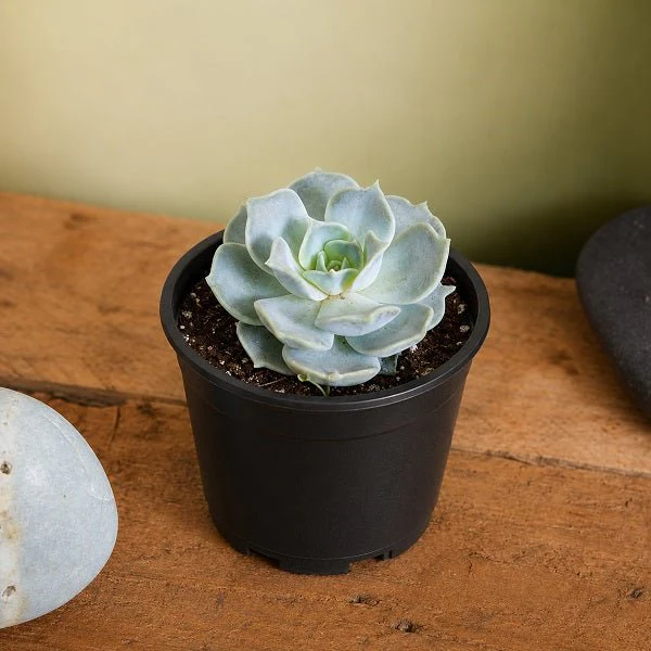 Echeveria Elegans