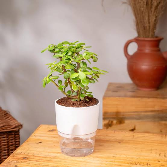 Jade Plant