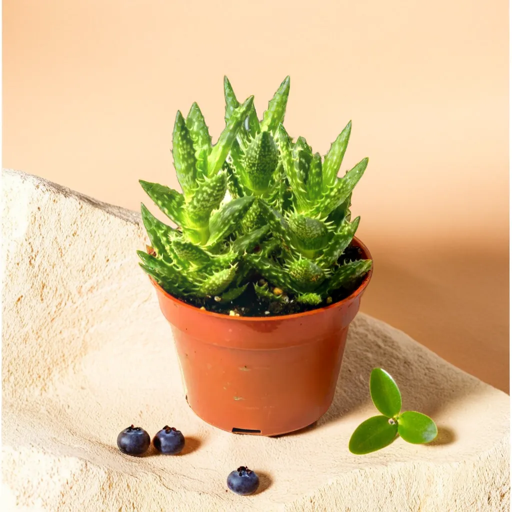 Aloe Juvenna